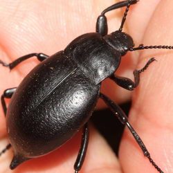 Blaps lethifera